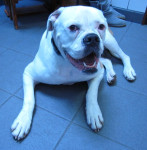 Bobby, am. bulldog,teefje van 2 jaar, heeft flinke knieproblemen. Ook heeft ze last van haar rug. Ze krijgt acupunctuur.